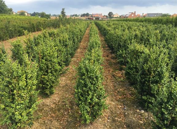 Buxus sempervirens Buxus sempervirens