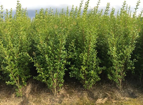 Ligustrum ovalifolium Ligustrum ovalifolium