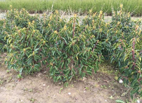 Prunus lusitanica Prunus lusitanica