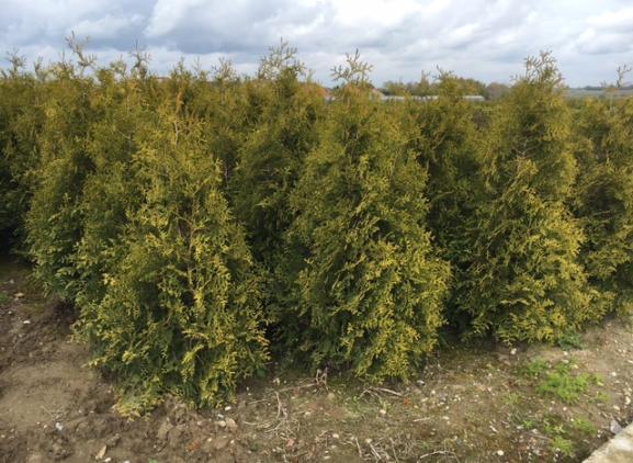 Thuja occidentalis Thuja occidentalis